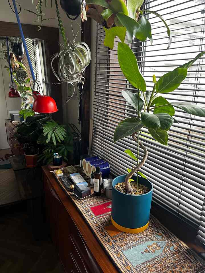 Natural lit space with wood tone furniture featuring vintage patterned rug and various plants