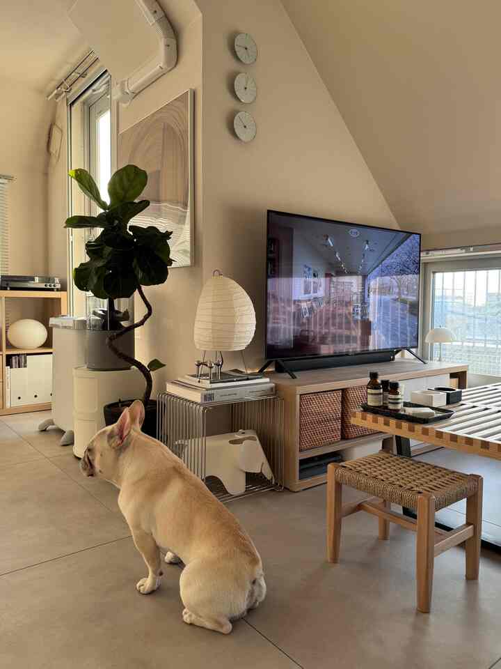 西陽が良く入って眩しいね🐶

#北欧インテリア 
#ミッドセンチュリー 
#ミッドセンチュリーモダン 
#ジャパンディ
#デザイナーズ
#japan
#AKARI
#isamunoguchi
#イサムノグチ
#vitra
#artek
#arnejacobsen
#PoulKjaerholm
#montana #panton
#aesop
#フレンチブルドッグ
