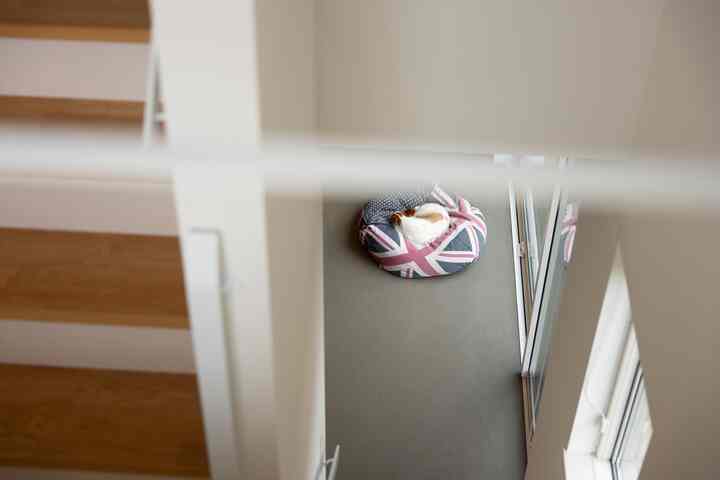 白い壁と茶色い木製階段の隣で、ペットベッドの上で犬がくつろいで昼寝している自然な雰囲気の空間