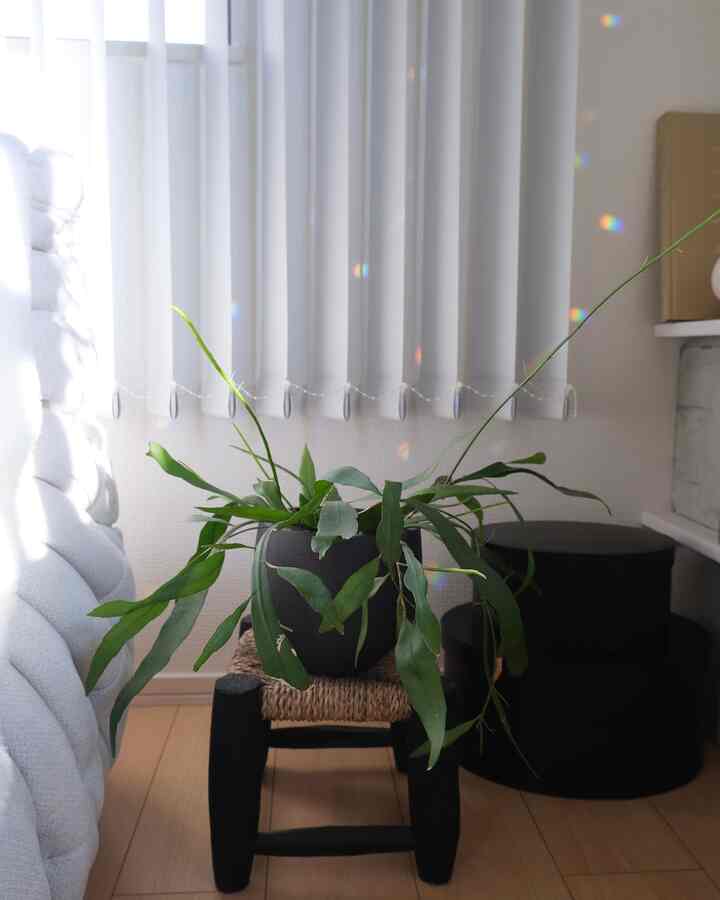 Cozy small living room corner with white vertical blinds, natural wood floor, and a black pot containing a green plant on a stool