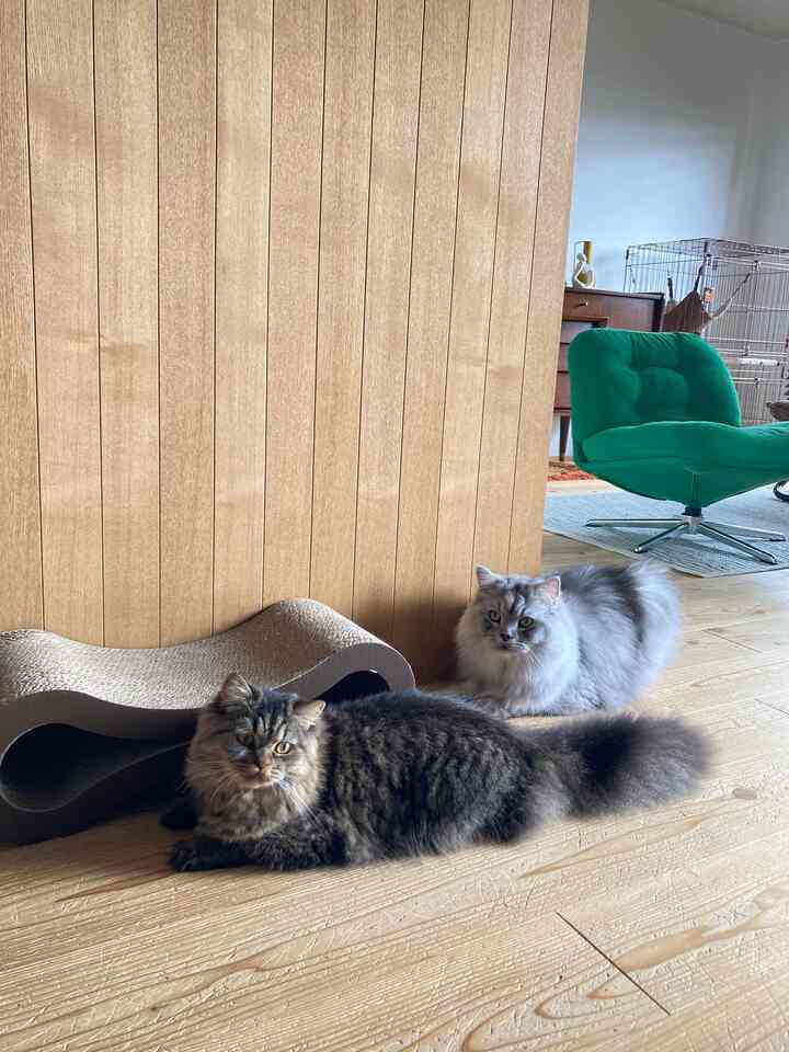 ベージュの木目調の壁と床に、鮮やかなグリーンのアームチェア、2匹の猫とキャットスクラッチャーが配置された雰囲気のあるリビング