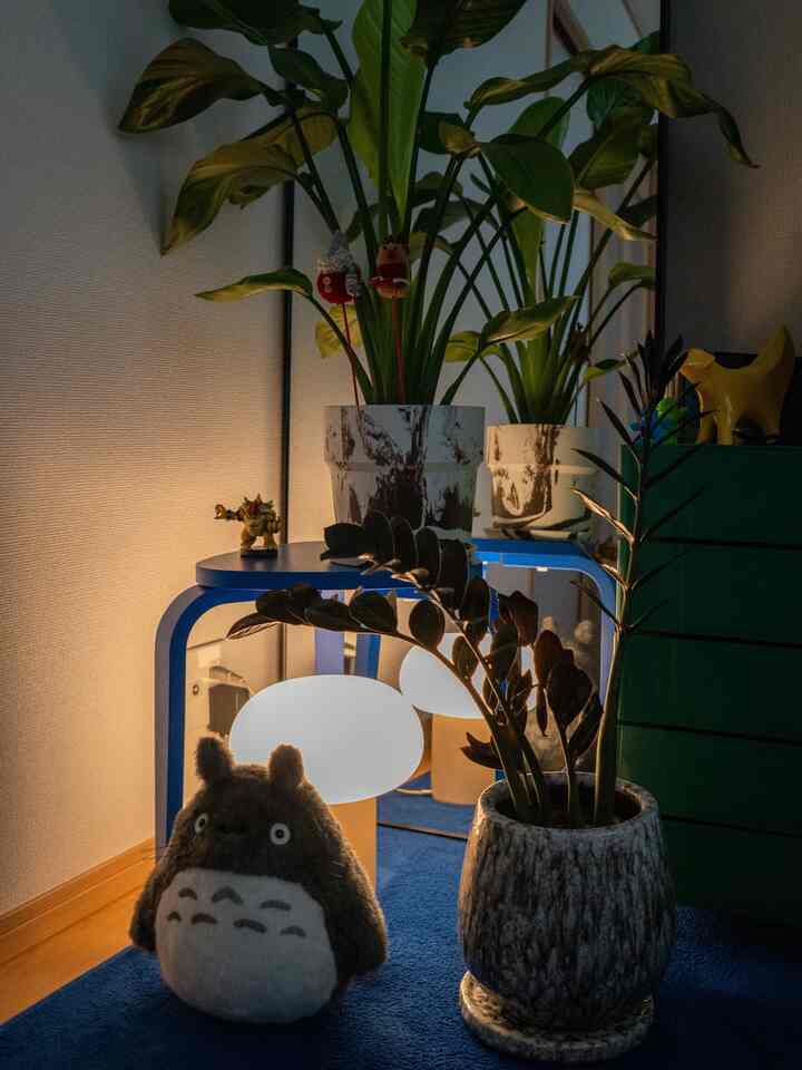 Strelitzia mulai tumbuh cepat di musim semi.

#Tanaman dalam ruangan #トトロ #鉢植え #全身鏡 #livingroom #収納棚 #ストレリチア