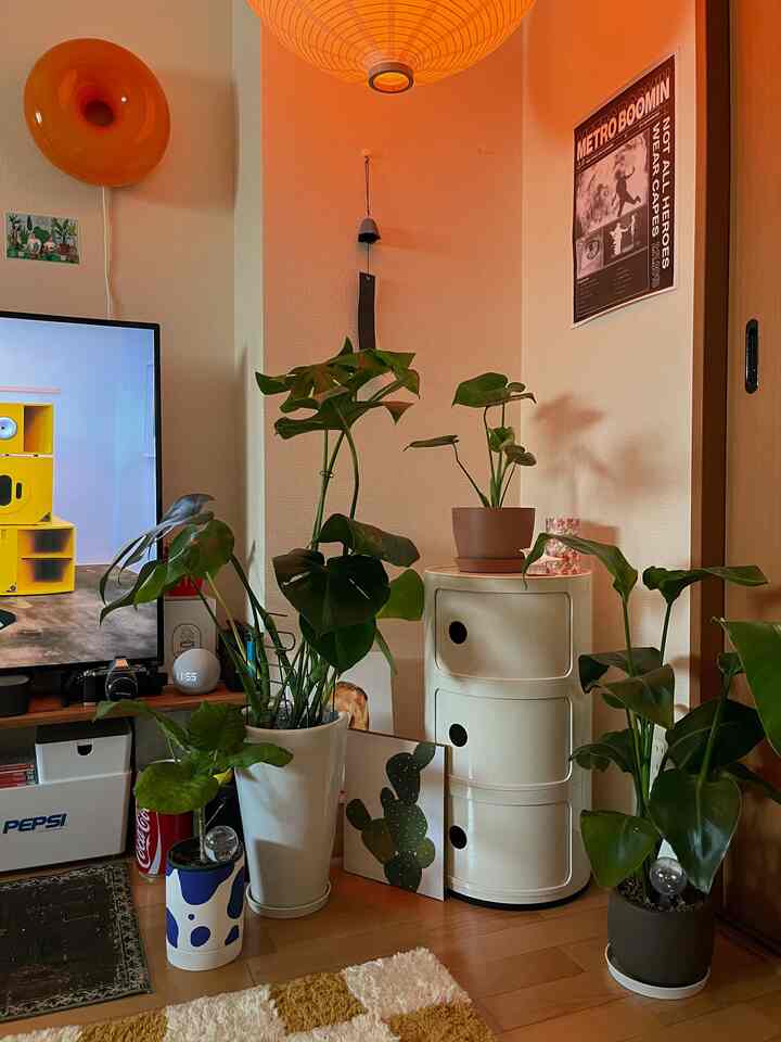 観葉植物コーナーです🪴

#観葉植物
#アパートのインテリア 
#アパートのリビングルーム 
#リビング
#植物インテリア #植物
#植物デコ #リビング小物 