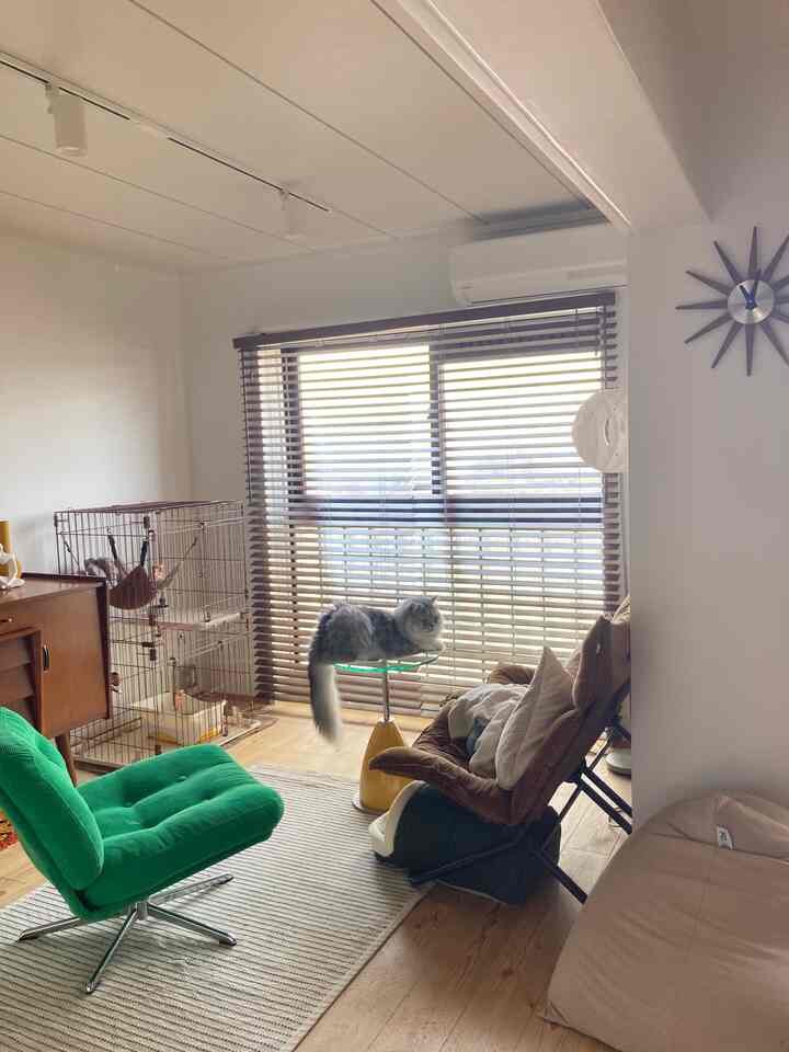 ナチュラルな色調のリビングルーム、緑のアームチェアとベージュのビーズクッションが配置され、窓際には猫とキャットタワーがある雰囲気のある空間