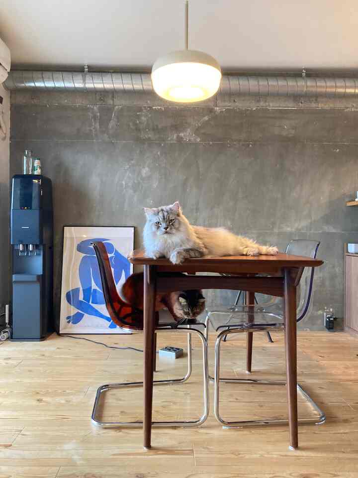 2段ベット🐈猫
#ダイニング #ダイニングインテリア #ダイニング照明 #IKEA #IKEA家具 #IKEA額縁 #IKEA照明 
#リノベーション #リノベマンション
#ヴィンテージ #ヴィンテージ・レトロ 