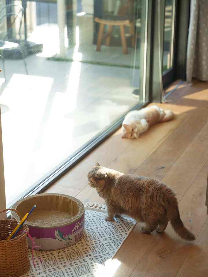 Warm natural-toned living room corner with two cats relaxing in a sunlit space near large glass windows
