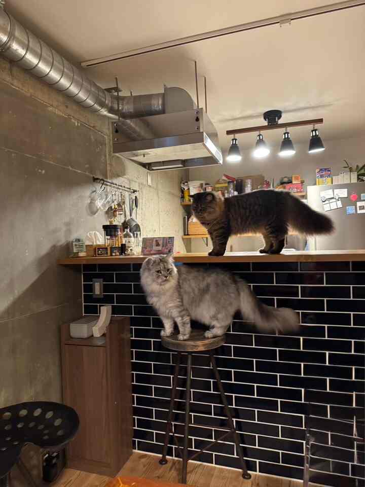 Natural modern industrial kitchen featuring black tile counter and wooden bar stools with two cats perched atop