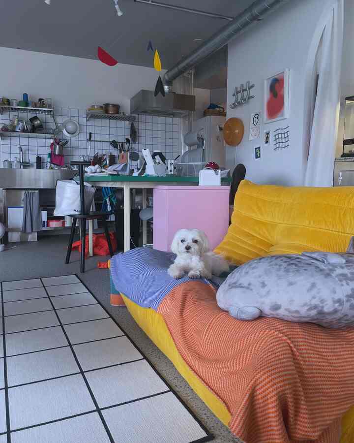 Bright yellow sofa with colorful decor in an open-plan living room and kitchen, featuring a small dog lounging on the sofa in a cozy atmosphere