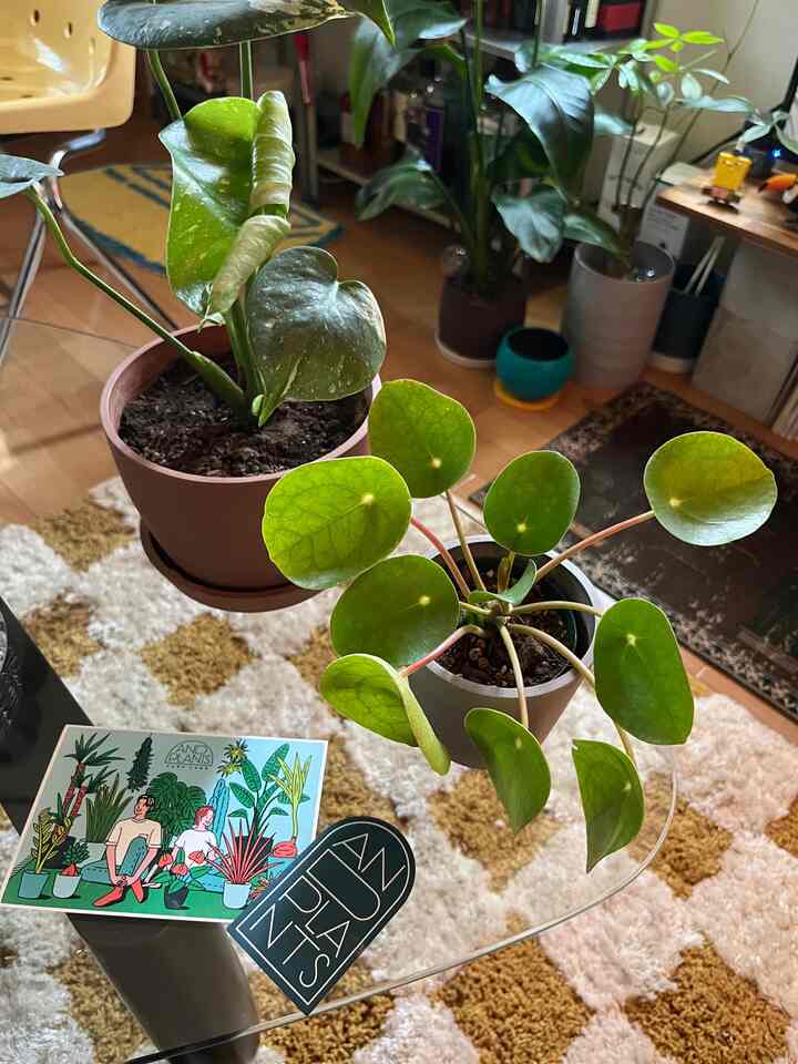 Andplants の #観葉植物
を購入しました〜

#観葉植物・花・造花 
#植物インテリア #植物デコ #植物のある生活 
#インテリア #ラグ・カーペット 