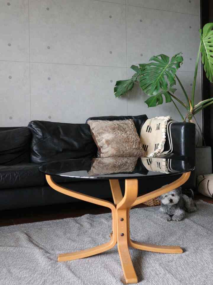 Natural-toned living room featuring a black leather sofa, black coffee table with wood legs, large plant, and a pet dog below table.