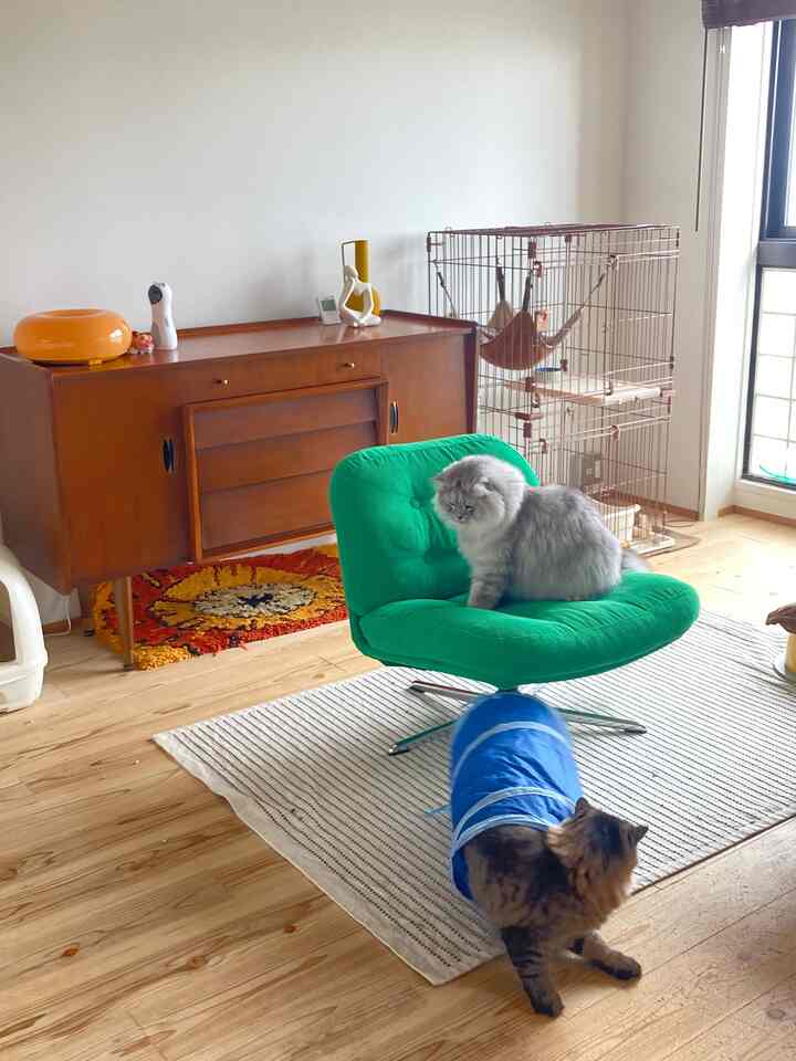 Natural wood tones and a green armchair dominate the living room featuring two cats and a cat cage in a stylish vintage setting