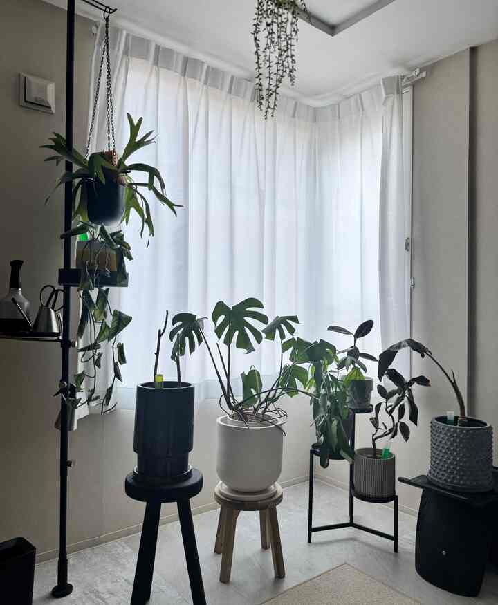 明るい白いカーテンのバルコニー、木製スツールの上にさまざまな植物が配置された雰囲気のあるインテリア