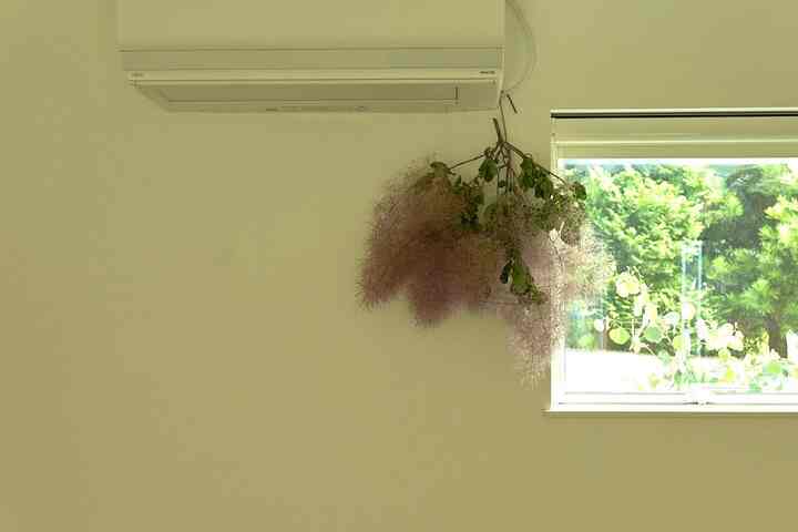 I received a smoke tree
#smoketree