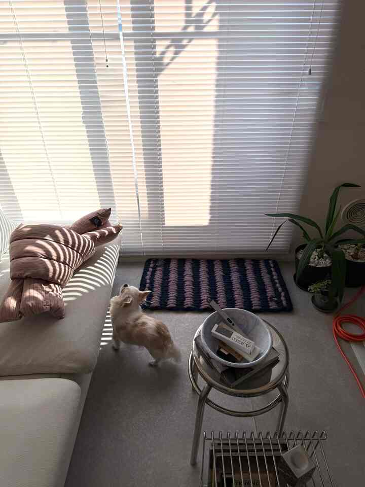 ネイビーとパープルのストライプのドアマットが配置された玄関、ホワイトのソファと小さな犬がいる自然な雰囲気のインテリア