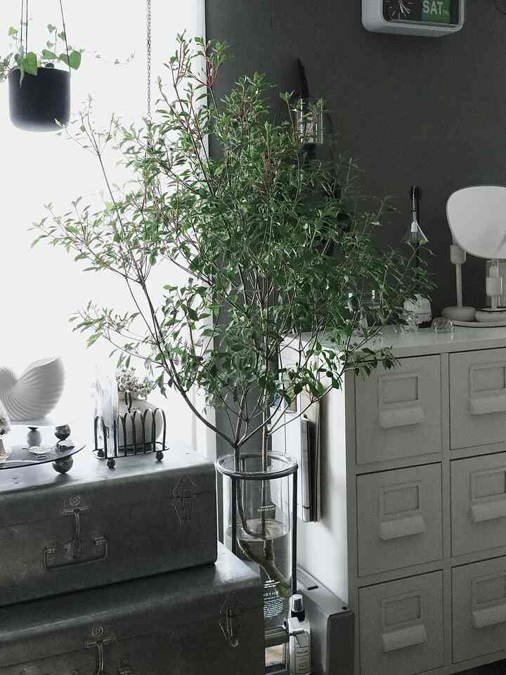 今年のドウダンツツジ

#ドウダンツツジ
#ドウダンツツジのある暮らし
#ドウダンツツジのあるインテリア