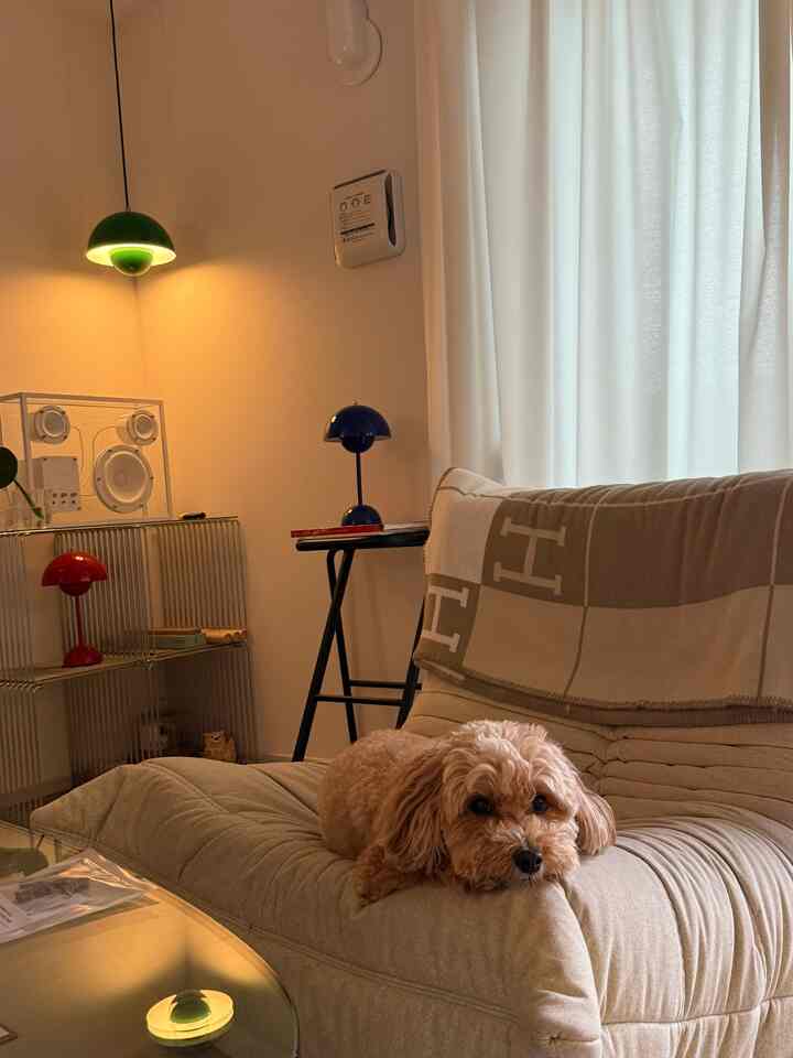 暖かいイエローライトとベージュ色のソファがあるリビング、くつろぐ犬がいるナチュラルな雰囲気の空間