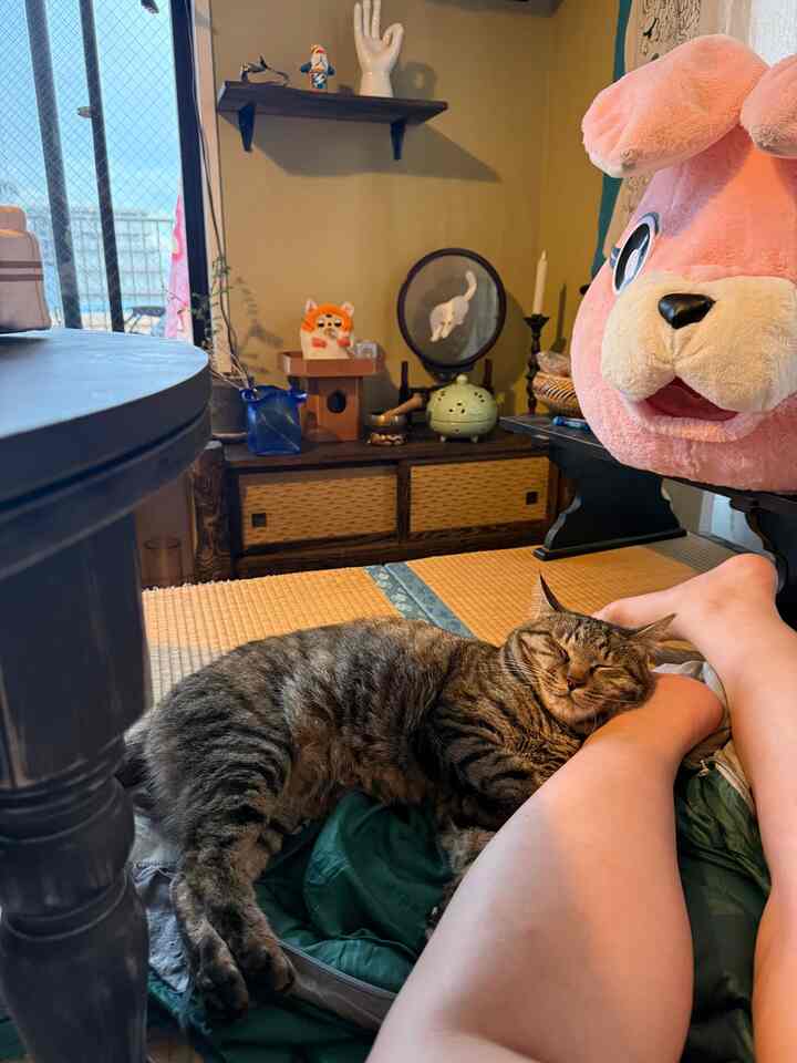 Bersantai di kamar bergaya Jepang
Seekor kucing yang sedang tidur siang🐈💤

Bersantai di kamar bergaya Jepang
Seekor kucing yang sedang tidur siang🐈💤

#Kamar bergaya Jepang #ねこのいる暮らし #お昼寝 #ごろごろタイム #古民家風 #ジャパンディ #猫のいる生活 #リラックス空間 #日常の癒し #にゃんこ #和モダン #小上がり #畳の部屋 #ブルーインテリア #見せる収納 #ジャンボリニスト #JapandiStyle #WabisabiVibes #CatNap #ZenVibes #MinimalLiving #KoreanInterior #TatamiLife #CatLover #CalmInterior #고양이와함께 #일상소풍 #다다미방 #일본인테리어 #냥스타그램