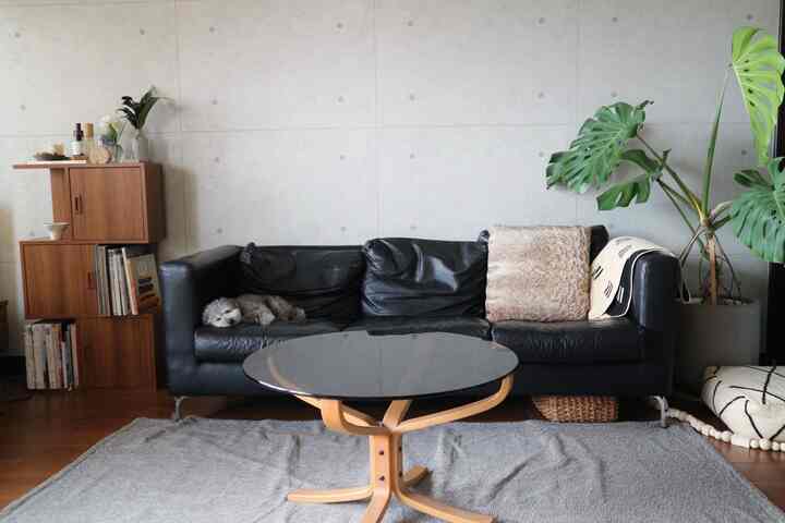 ブラックレザーソファと木目調家具、大きな植物が配置されたモダンなリビングスペース