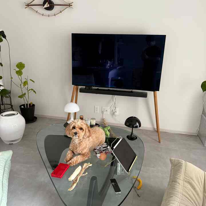 白い壁と木目調のテレビ台があるリビング、中央のガラスのテーブルの上に小型犬が座り、テーブルランプと植物が配置された雰囲気のあるインテリア