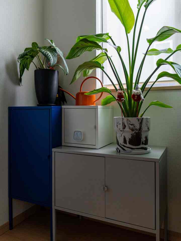 雨の午後🌧️🗄️

#キャビネット #キャビネットセット #観葉植物 #livewithplants #IKEA家具 