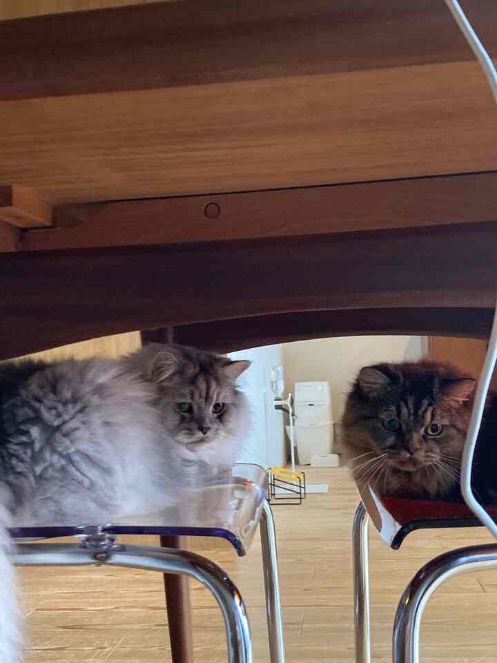 ウッドトーンと透明素材のダイニングルーム、ダイニングチェアに座る2匹の猫がいる雰囲気のある空間