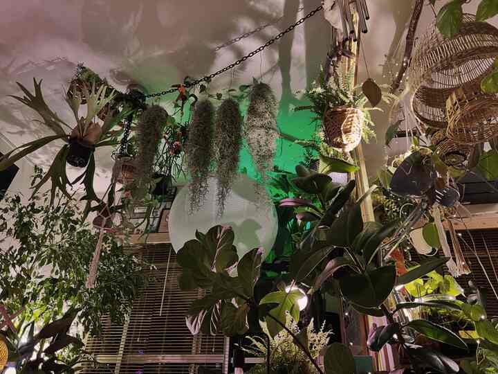 ハンギングとグリーンでいっぱいの空間

襖は取り外して空間を広く！
#3DK の間取りですが部屋ではなくリビングに
して #3LDK みたいな部屋の使い方💚🌿

#3DK #3LDK #築古マンション 
#リビングダイニング　
#リビング構造 #グリーンインテリア 
#観葉植物 #植物のある生活 
#植物インテリア #植物デコ #植物 