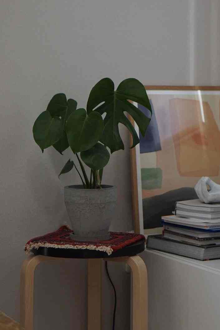 1枚目は約2年前購入したばかりのモンステラ
2枚目は今日

大きくなったなぁー


#モンステラ
#観葉植物
#北欧インテリア #アルテック #アートポスター 
#リビング植物 #リビングインテリア #リビング雑貨 #マンションリビング