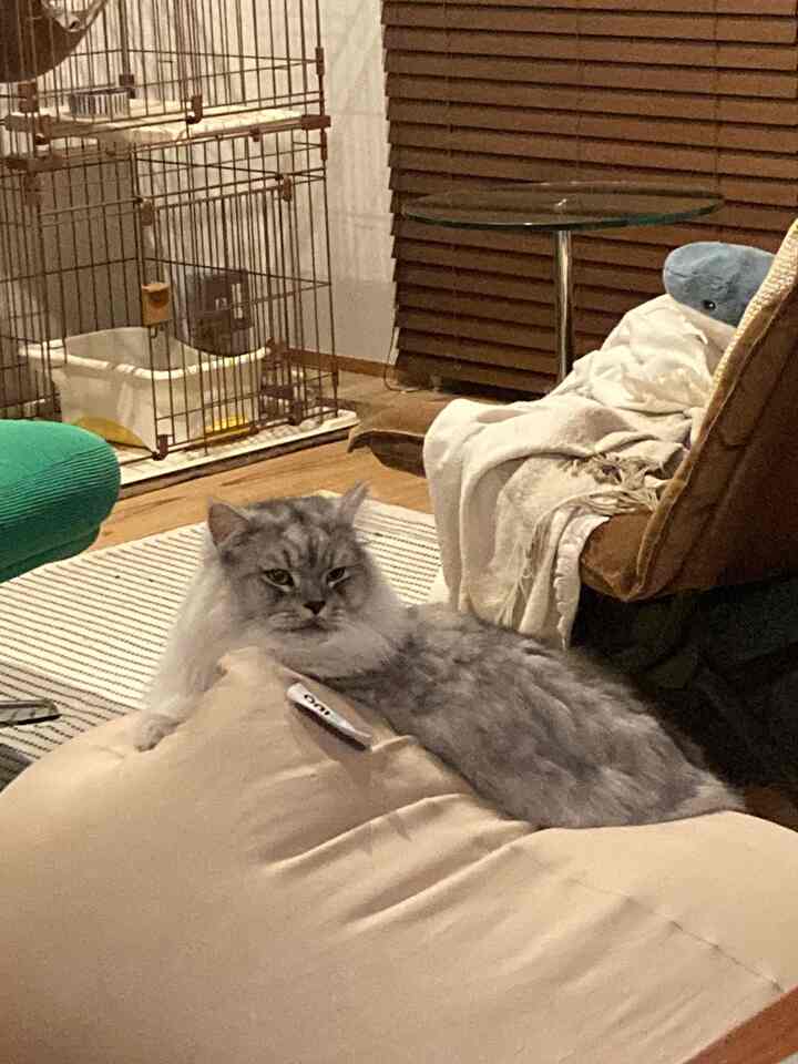 ベージュと木目調のナチュラルなリビング、ベージュのビーズクッションと寛ぐ猫が配置された落ち着いた雰囲気のインテリア