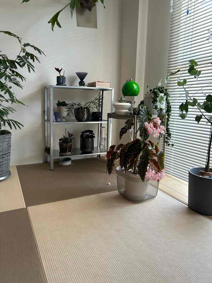 #和室
#Ruang tamu bergaya Jepang
#Tanaman hias

