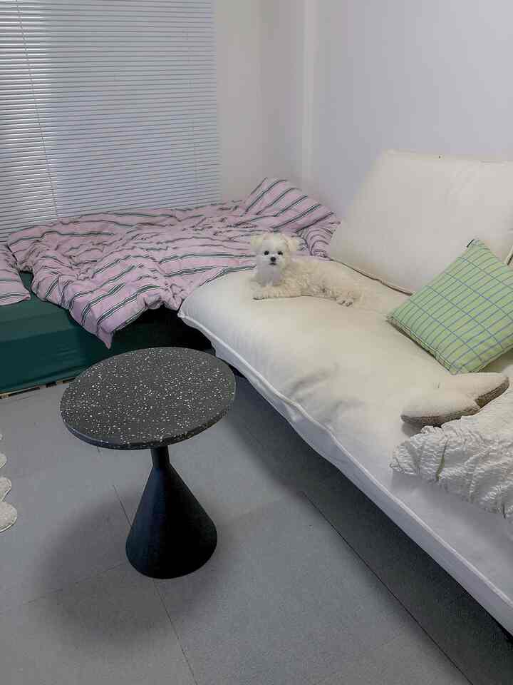 白とピンクのトーンの8畳寝室、ソファとサイドテーブルが配置され、犬と共に過ごす居心地の良い空間