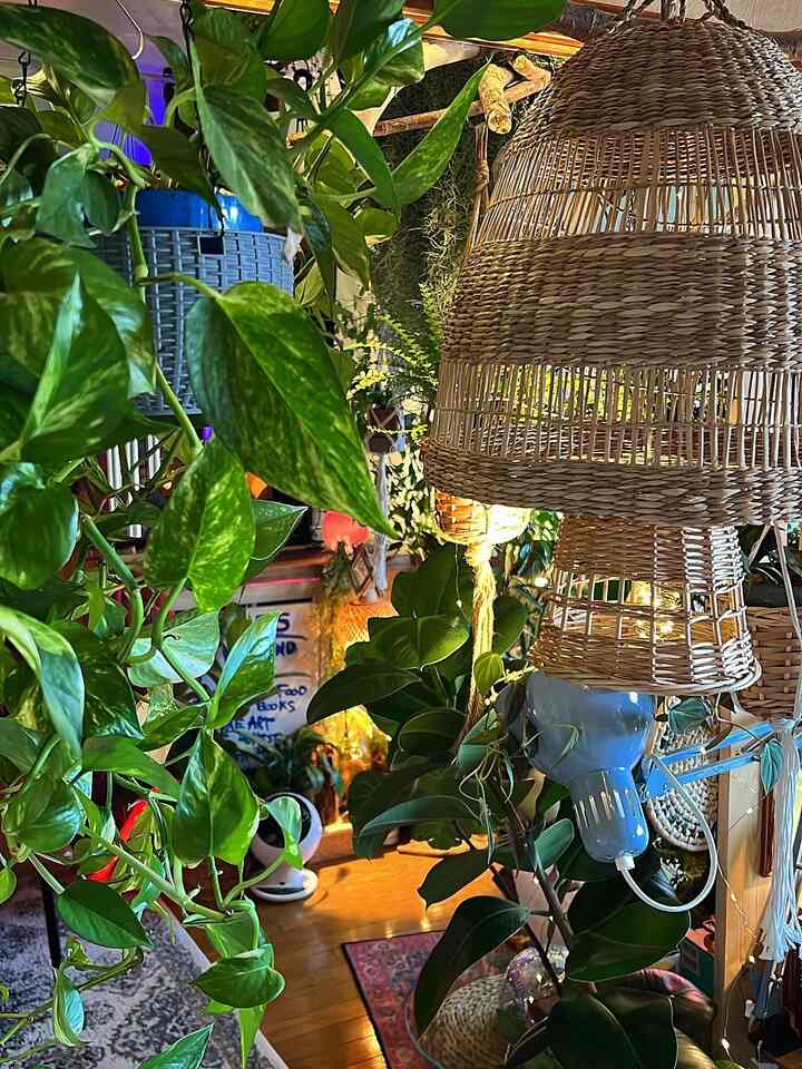 #水槽 #ハンギングプラント #ハンドメイド 
#Hanging plant #植物のある生活 
#Plant shelf #植物インテリア #植物を育てる 
