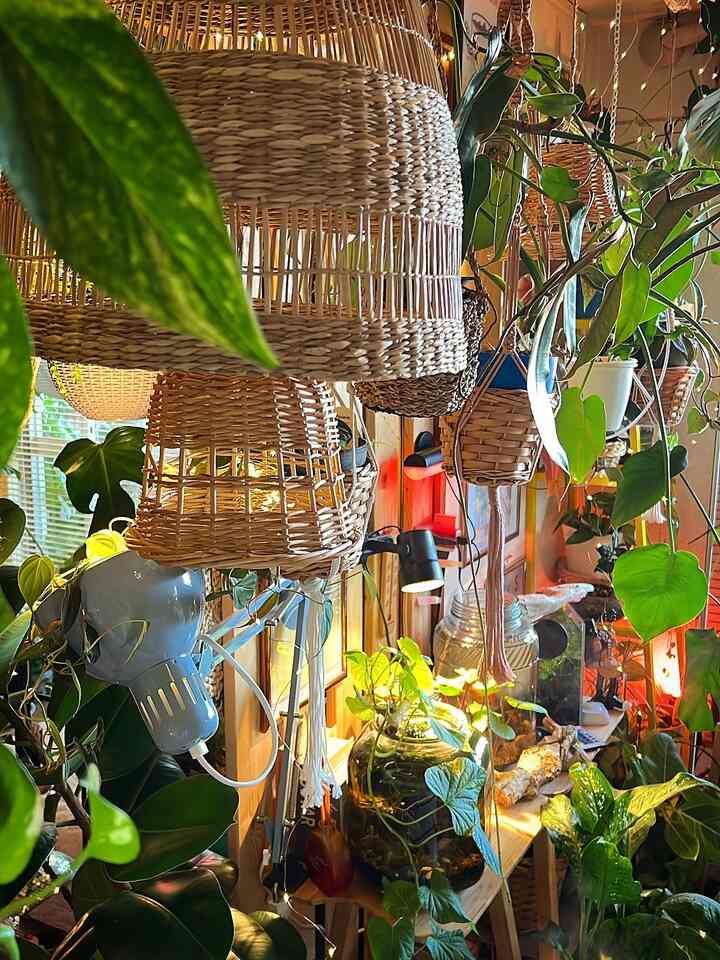 ナチュラルなラタンペンダントライトと多様な緑の植物が配置された居心地の良い空間