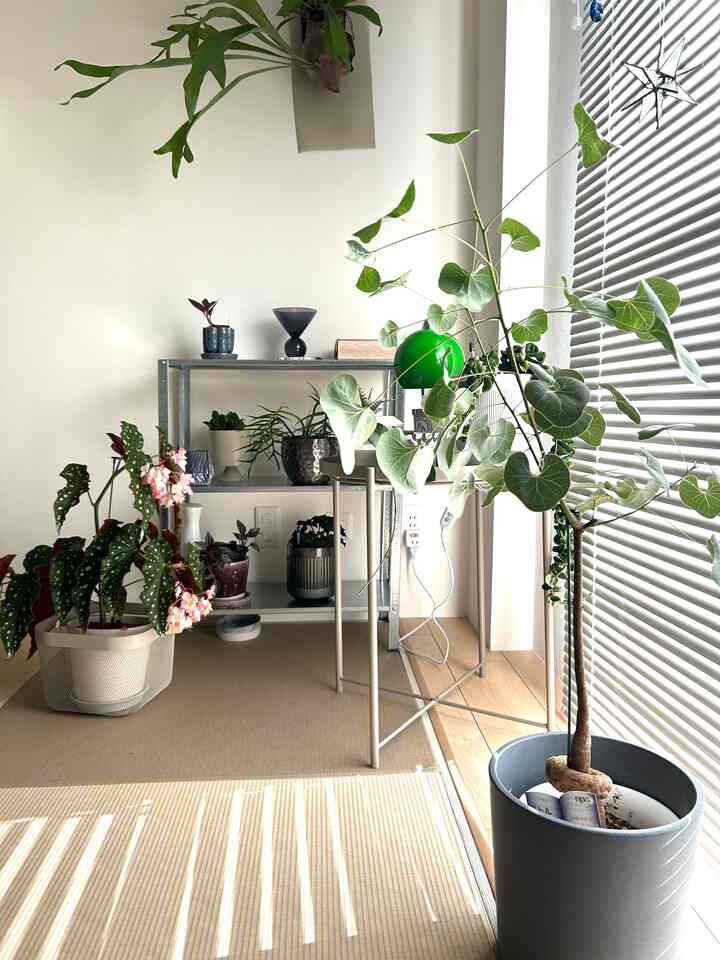 #和室インテリア
#Ruang tamu bergaya Jepang
#Kamar bergaya Jepang
#Tanaman dalam ruangan
#Interior sewaan
#Tanaman dalam ruangan