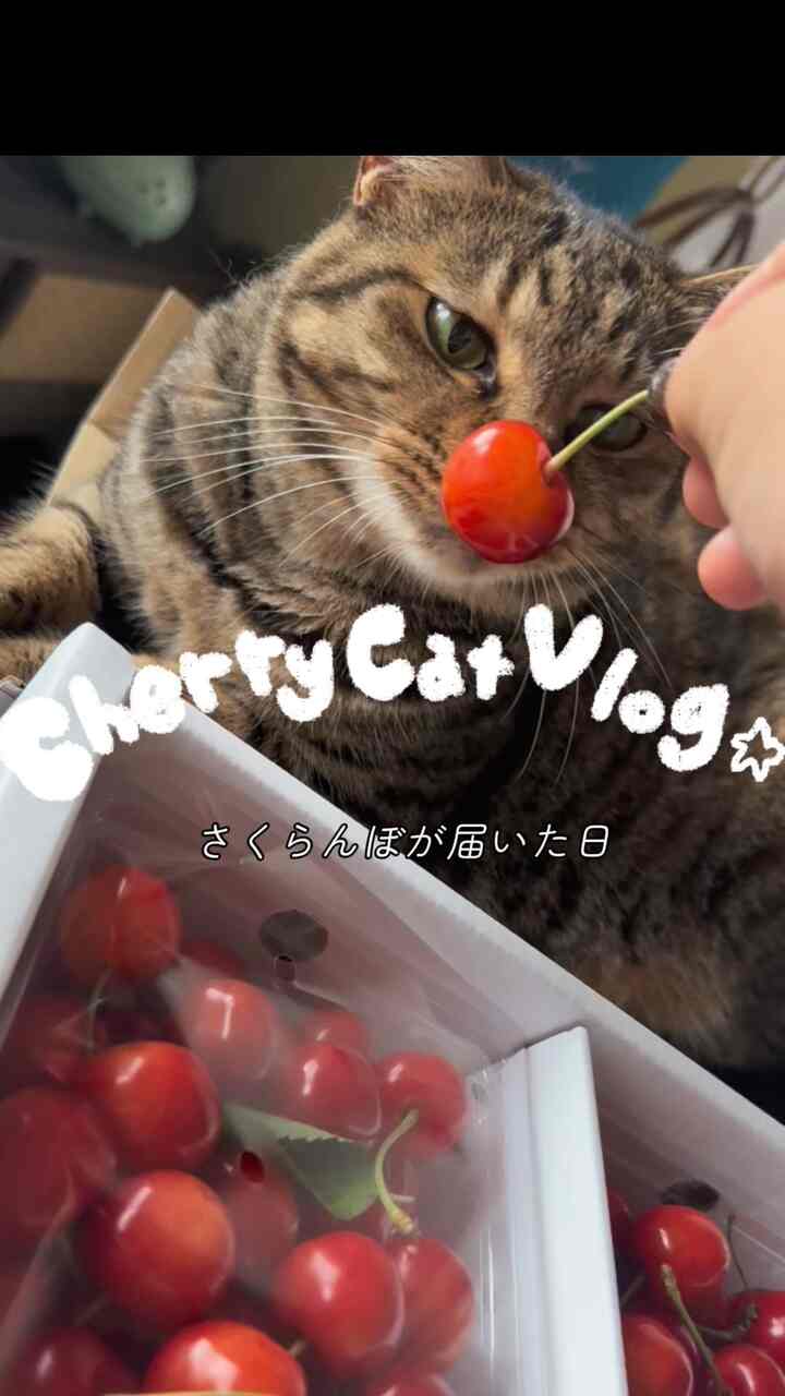 Cherries have arrived. 🍒
This is the cat's first time eating cherries.
He ate loads after that!
You can't stop eating cherries, can you? 😾♡

Cherries arrived today.
It was my cat’s first time seeing cherries.
We ended up eating a bunch afterwards!
Once you start eating cherries, you just can’t stop.

It's a good idea.
It's a good idea. It's a good idea.
I love you! I love you!
I want to know what I want to know.

#Cherry #チェリー #プレゼント #果物 #梅雨 #ネコチャン #猫のいる暮らし #古民家 #ジャパンディ #韓国インテリア #古道具 #おうちカフェ #お部屋記録 #暮らしを楽しむ #インテリア好きな人と繋がりたい #日々の暮らし #心地よい暮らし #丁寧な暮らし #チル部屋 #ルームツアー #vlog #interior #cherry #gift #fruit #cat #homevibes #韓스타그램 #고양이 #체리