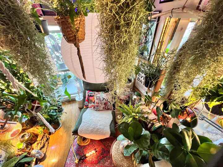 A room full of green 🌿
グリーンでいっぱいな我が家

#森林浴　
#森　#ハンギングプランツ　#ハンギング植物 
#団地暮らし #カラフルなインテリア #リビングダイニング　#リビング植物 #リビングインテリア #リラックススペース #お気に入りスペース #築古マンション #3DK 
