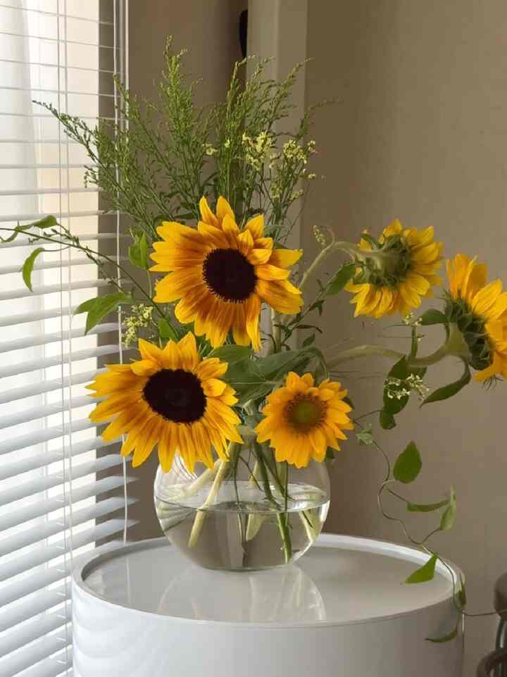 I started in the summer of 2025 🌻🎐

I'm happy to be able to enjoy hydrangeas this year ☺️
#Sunflowers #夏 #リビング #花 #花瓶 Flower vases #インテリア小物 #リビング小物 #リビング植物
