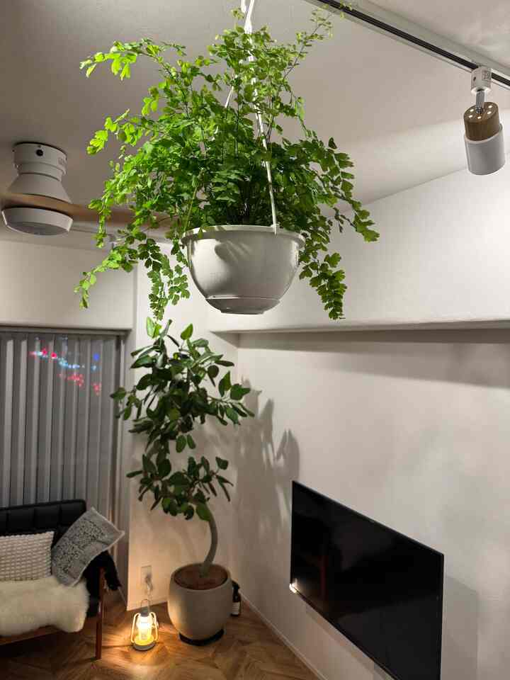 #adiantum
#アジアンタム