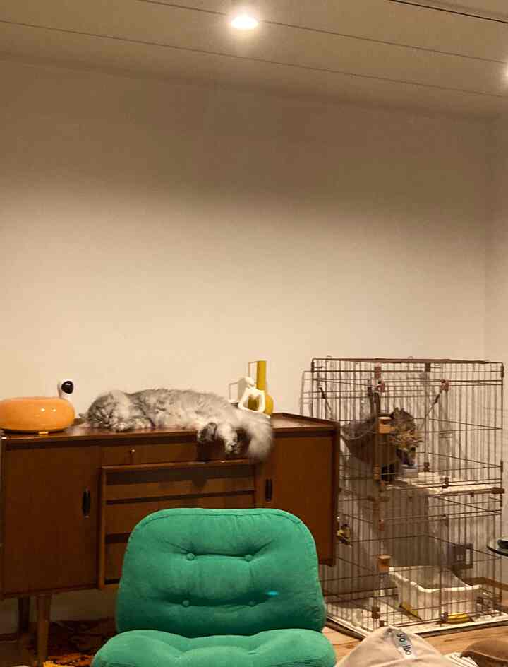 Bright wood-tone walls and furniture, green armchair and cats in a cozy living room space