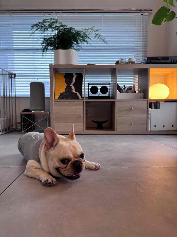 Natural tones and simple modern living room featuring low bookshelf, table lamp, and a relaxed dog lying on the floor