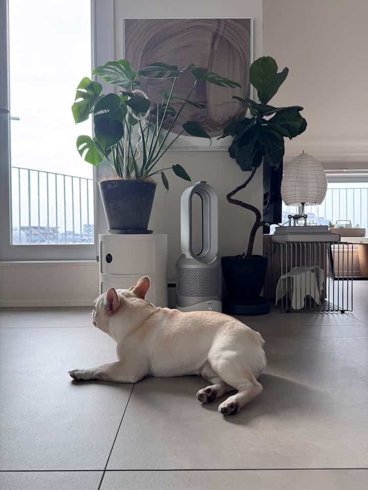 White and green toned living area featuring large houseplants and a pet dog in a natural minimalist setting