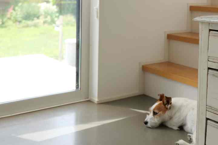 日向ぼっこ
#dog