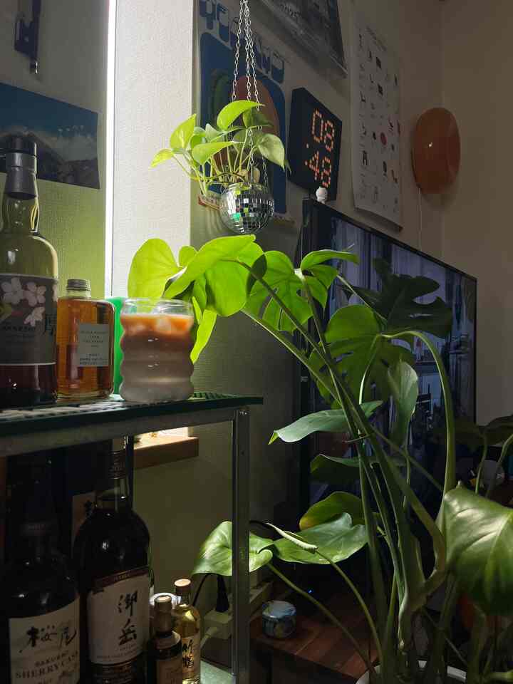 家のモンステラがすごく伸びてる🌿↗️

#観葉植物 #モンステラ #リビング #インテリア #イケア #植物のある生活 #賃貸 #アパートのインテリア #IKEA #SHEIN 