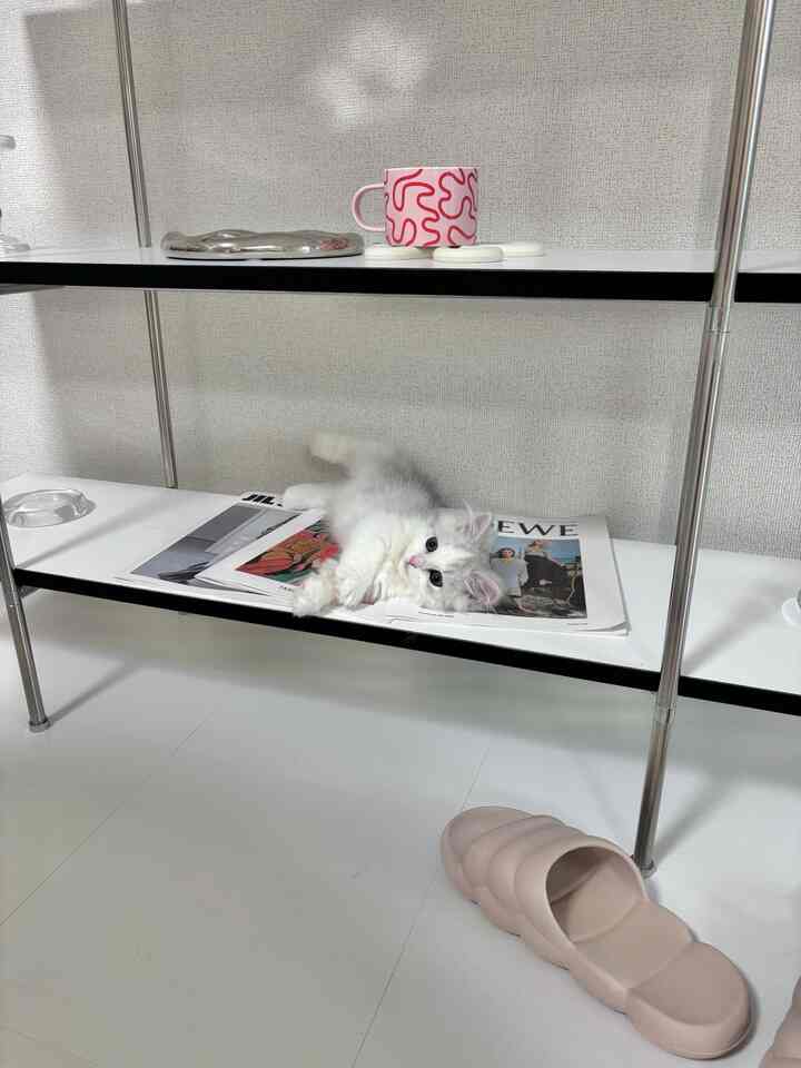White and black-toned shelf featuring a small cat lying down in a cozy space