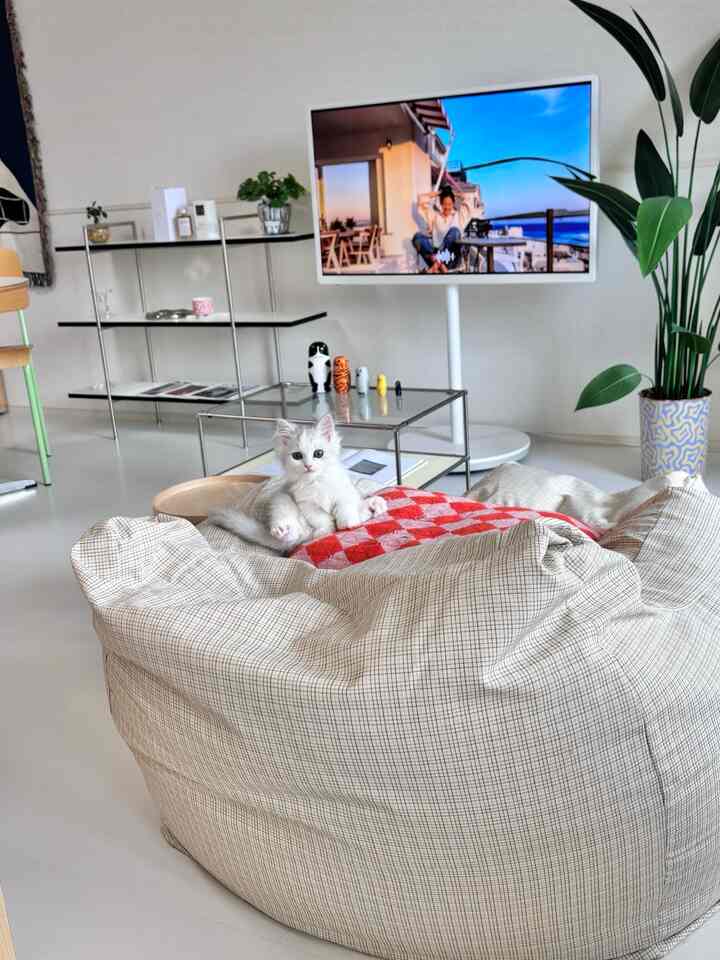 白とナチュラルカラーのリビング、ビーズクッションと猫が中心のシンプルでモダンな雰囲気のインテリア