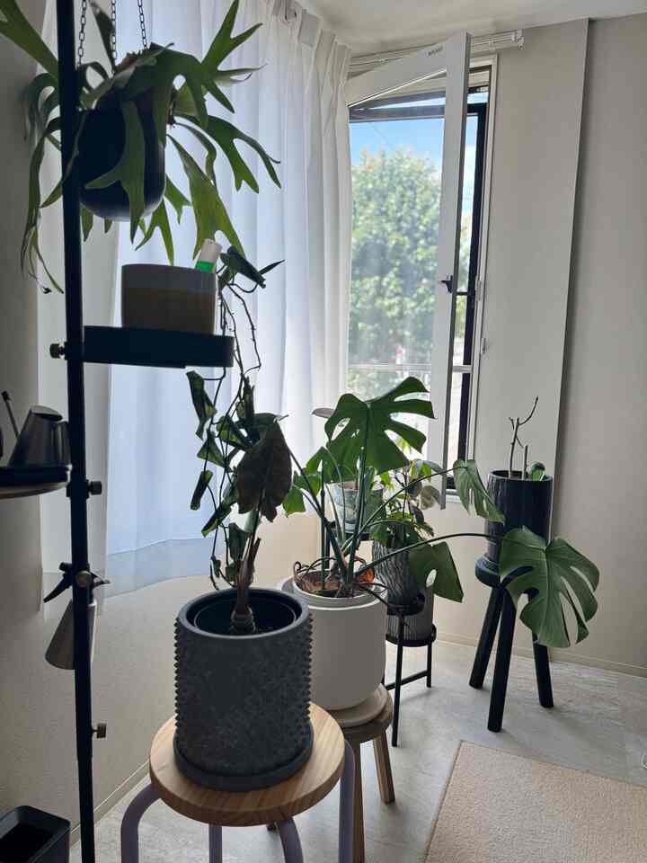 便利なアイテムを手に入れた😌🌿✨
　
#観葉植物 #水差し