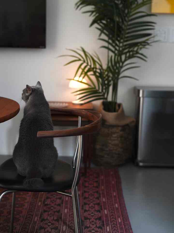 Brown wood tone and black dining chair in a dining room with a cat sitting, natural plants and soft table lamp creating a cozy atmosphere