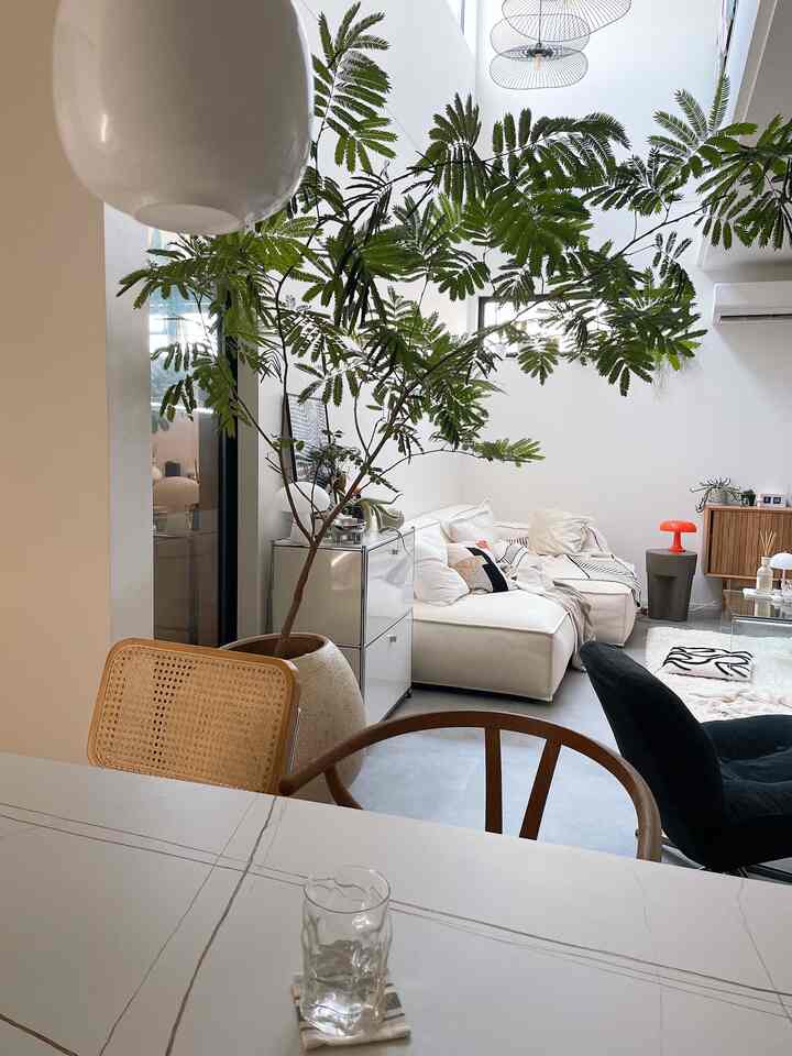A white and wood tone living and dining room featuring comfortable armchair and large indoor plant with a simple, modern atmosphere