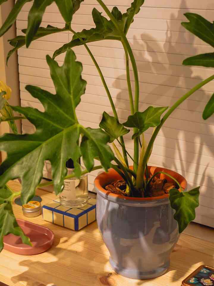 夜の我が家🌉

ただ置いてあるだけなのに、なんかほっとする。
グリーンのある暮らしってやっぱりいいなあ🌱


#グリーンのある暮らし #観葉植物と暮らす #お部屋づくり #Ohouseアンバサダー #夜のインテリア #ミニマルライフ #植物のある部屋 #myroom #丁寧な暮らし
