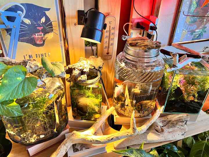 Aquarium area
The tanks for the medaka and goldfish are basically bottles🫧
They look cute, blend in with the interior, and are easy to display, so I recommend them🐟🫧

#Aquarium　#水槽 #金魚　#メダカ
#Living room #水槽ディスプレイ　#流木　
