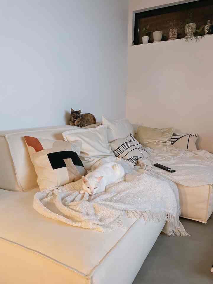 白とベージュの色調のリビング、広々としたソファにクッションと二匹の猫がくつろぐ、雰囲気のあるインテリア